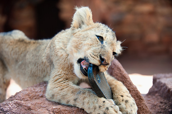 Lion Cub
